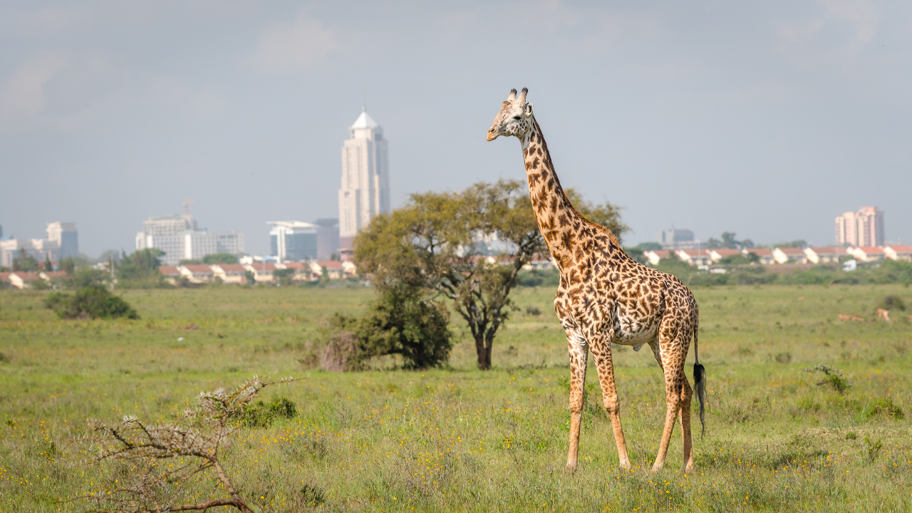 Nairobi