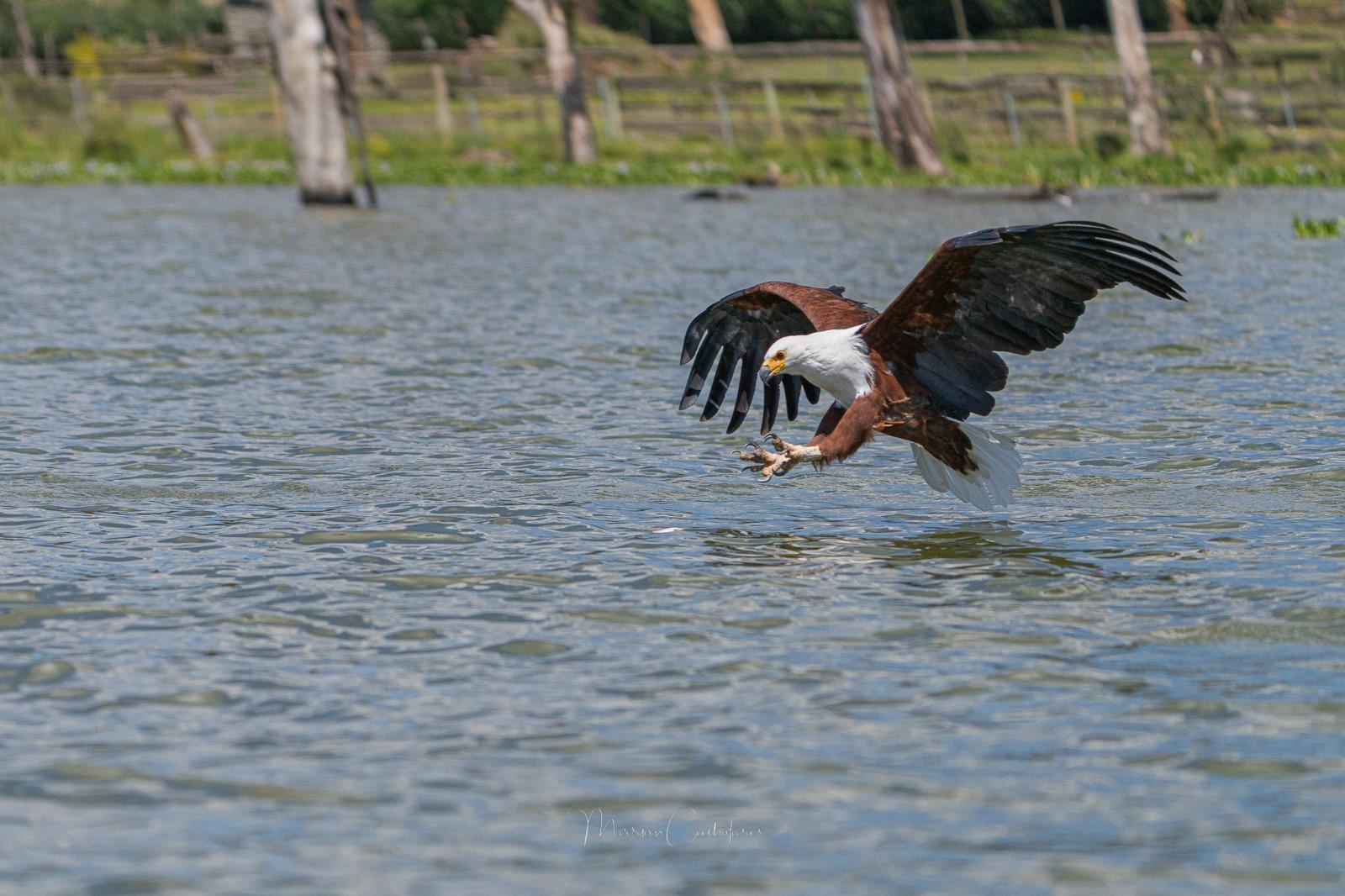 Lake Nakuru
