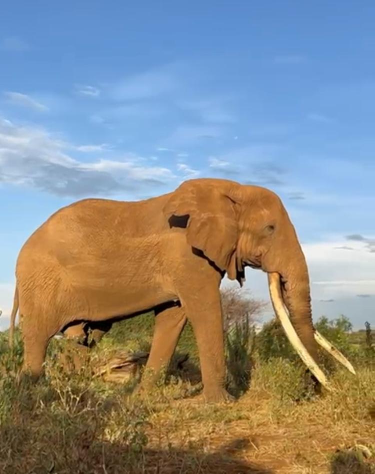 Tsavo East