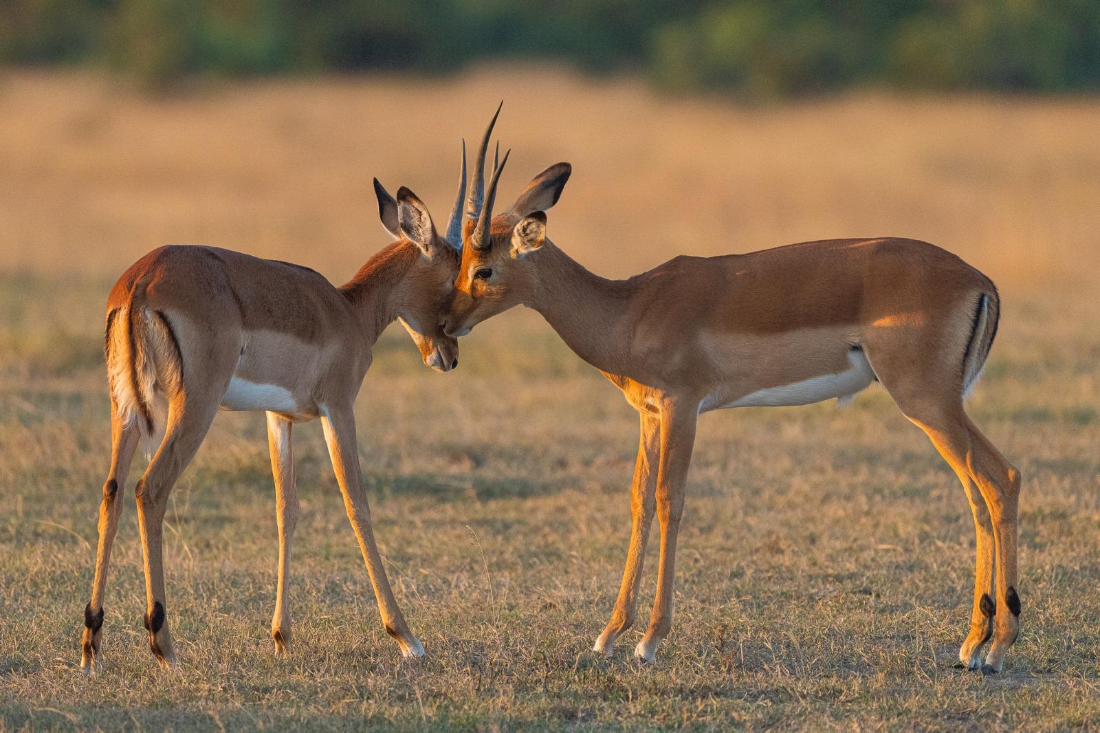 Amboseli