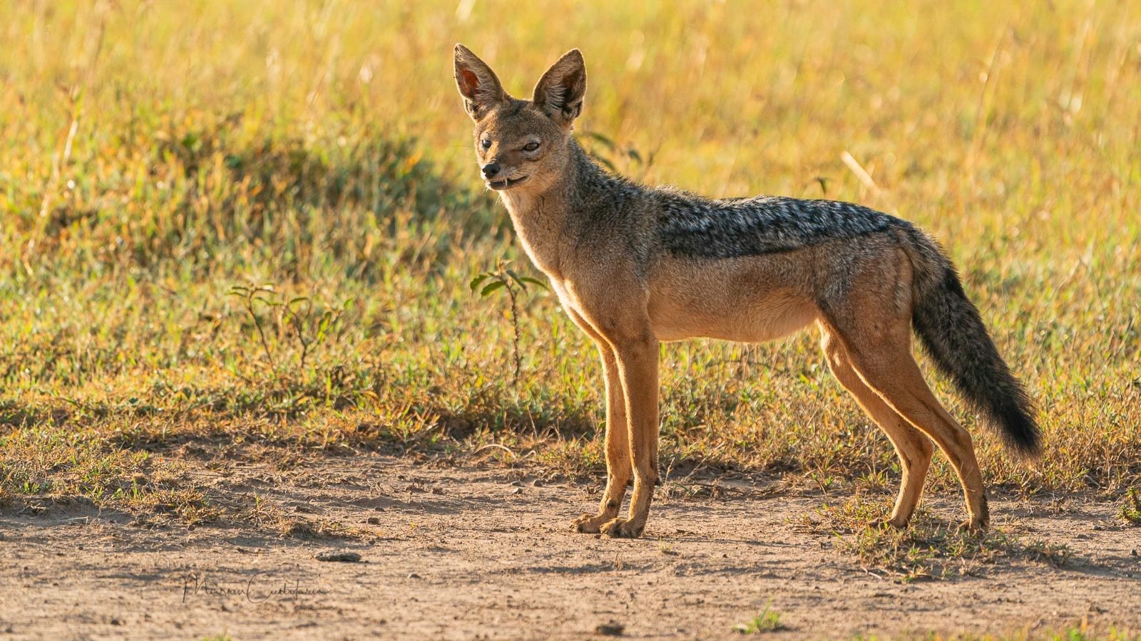 Samburu