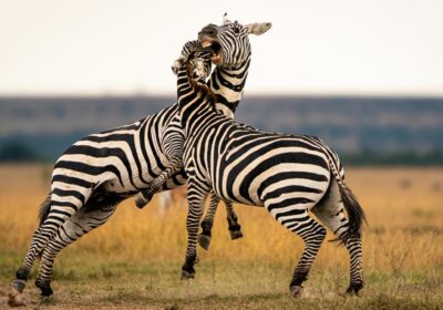 Beyond the Big Five: Rare Species of Kenya’s Northern Frontier