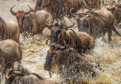 The Ultimate 2026 Guide to the Great Wildebeest Migration