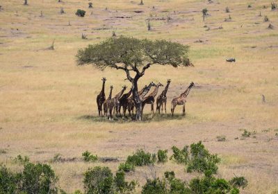 Sustainability in the Savannah: How to Be a Responsible Nomad